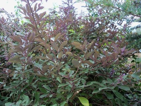 Vitex Trifolia Purpurea Port St Lucie Florida, The Butterfly Garden, Serenity Garden, Daylily Garden, Patio Trees, Port St Lucie, Garden Pavilion, Bamboo Garden, Garden Walkway