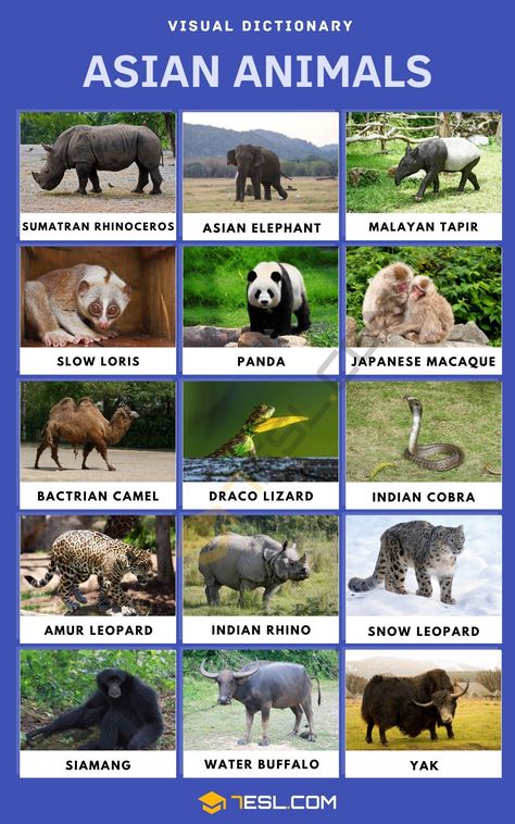 Asian Animals Asian Animals Preschool, Animals Names In English, Japan Animals, Asian Animals, Sri Lankan Elephant, Animals List, Animals Name In English, Slow Loris, Amur Leopard