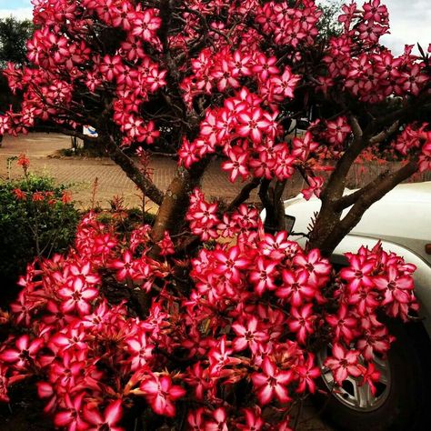 Impala Lily, Desert Lily, Towards The Sun, Cute Tattoos For Women, Language Of Flowers, All Flowers, Abandoned Places, Cute Tattoos, Bend