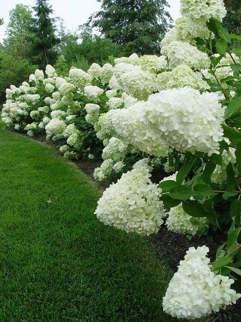 hedge of limelight hydrangeas                                                                                                                                                                                 More Little Lime Hydrangea, Limelight Hydrangeas, Hydrangea Landscaping, Limelight Hydrangea, White Hydrangeas, Hydrangea Garden, Garden Shrubs, Moon Garden, Have Inspiration