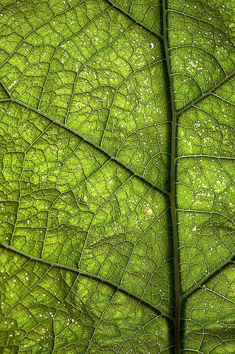 Relevância: 2 / Tags: folha, veias, fluxo / Descrição: as veias em uma folha fazem um paralelo visual com o sistema de ruas e de transporte de uma grande cidade. Green Leaf Photography, Patterns Of Nature Photography, Patterns In Nature Photography, Macro Nature Photography, Fractals In Nature, Macro Photography Nature, Leaf Structure, Plant Structure, Line Photography