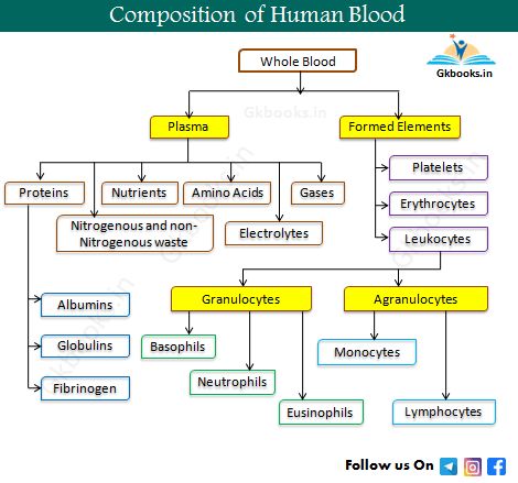 Function Of Blood, Muscle Diagram, Learn Biology, Blood Group, Blood Plasma, General Science, Ssc Cgl, Biology Facts, Nursing School Survival