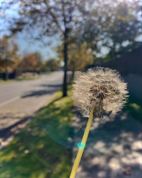 #dandelions #wish Dandelion