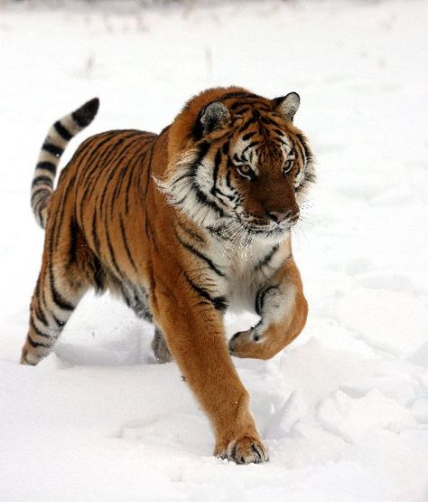 Siberian Tiger Running In Snow Tiger Running, Running In Snow, Tiger Facts, Tiger Conservation, Tiger World, Snow Tiger, Tiger Love, Tiger Pictures, Siberian Tiger