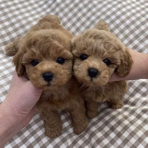 Tiny Toy Poodle, Cute Fluffy Dogs, Poodle Puppies For Sale, Cute Dog Wallpaper, Puppy Mom, Dog Line Art, Very Cute Puppies, Toy Poodle Puppies