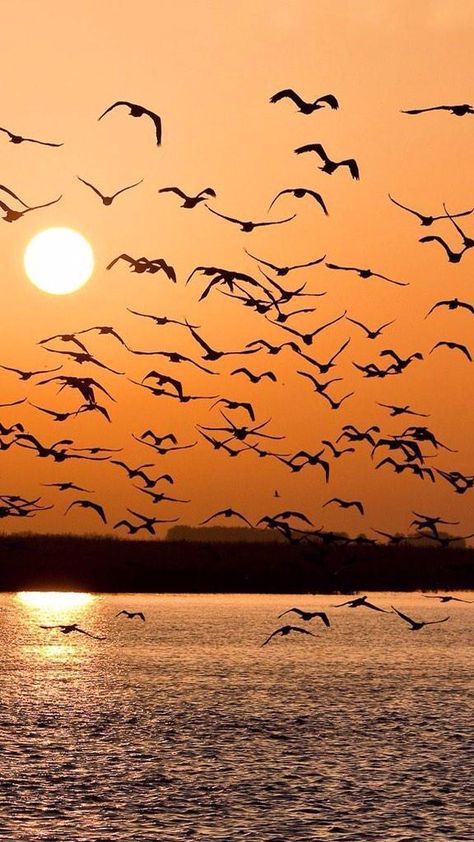 Flor Iphone Wallpaper, Flock Of Birds, Lake Landscape, Birds Flying, Landscape Wallpaper, Beautiful Sunset, Birds In Flight, Amazing Nature, Beautiful Birds