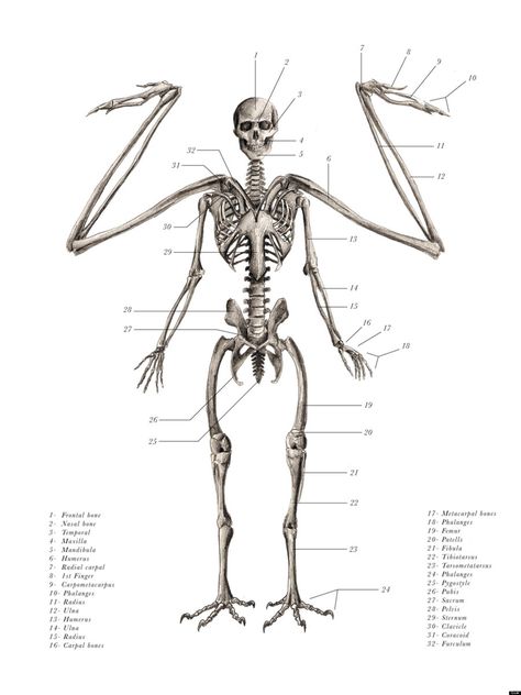 PHOTOS: Mythological Creature Skeletons (NEW BOOK) Winged People, The Skeleton, Scientific Illustration, Mythological Creatures, Mystical Creatures, The Human Body, Skeletal, Anatomy Art, Magical Creatures