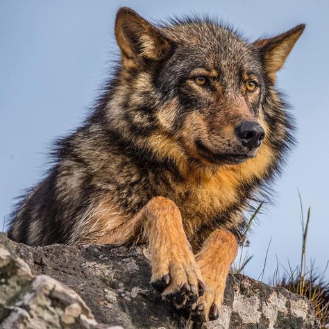 National Geographic Travel. Photograph by @paulnicklen. Coastal Wolf, Sea Wolf, Wolf Photography, Wolf Photos, Wild Wolf, Wolf Pictures, Beautiful Wolves, Wild Dogs, A Wolf