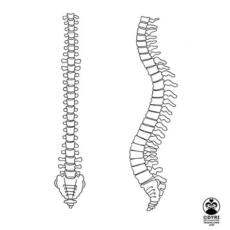 Updated spine for the skeleton puppet I'm using in my tarot series. #trashclown #trashclownart #dyrirattlingourd #theartofdyrirattlingourd #artprocess #behindthescenes #cartomancy #darkart #digitalart #divination #goth #illustration #macabre #minorarcana #occult #pagan #penandink #process #sketch #spookybabes #tarot #tarotcard #tarotcarddesign #tarotreading #theoccult #wip #witch #witchcraft #witchyvibes #workinprogress Backbone Drawing, Spine Sketch, Goth Illustration, Skeleton Puppet, Clown Art, Skeleton Tattoos, Medical School Studying, Spine Tattoo, The Skeleton