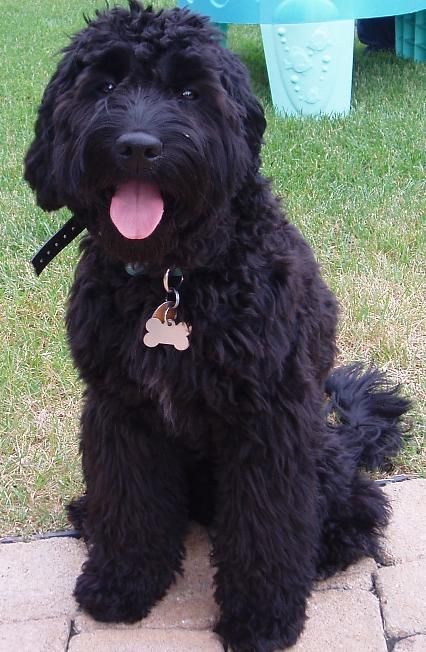 Miniature Goldendoodle (Golden Retriever-Poodle mix) Info, Pictures Goldendoodle Black, Goldendoodle Haircuts, Goldendoodle Grooming, Black Labradoodle, Labradoodle Puppies For Sale, Australian Labradoodle Puppies, Australian Labradoodle, Labradoodle Puppy, Dog Brain