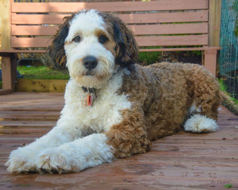 Bernedoodle Haircuts, Bernedoodle Haircut, Standard Bernedoodle, Doodle Breeds, Daisy Doodle, July 4th Holiday, Training Puppy, Mini Bernedoodle, Poodle Cuts