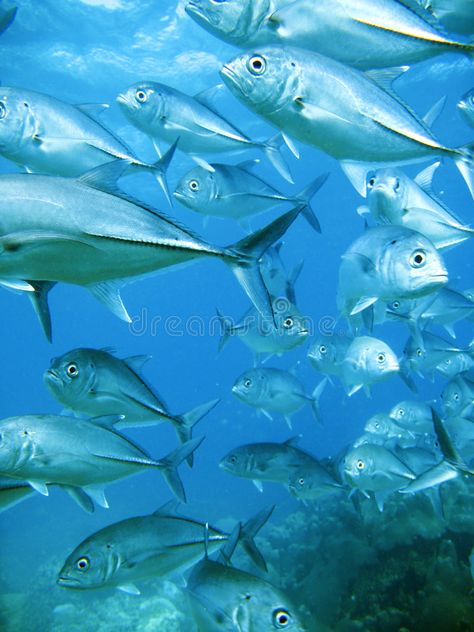 Fish Core, Coral Reef Fish, Picture References, Image Of Fish, Swimming Fish, Core Board, School Of Fish, Collage Inspiration, New Yorker Covers