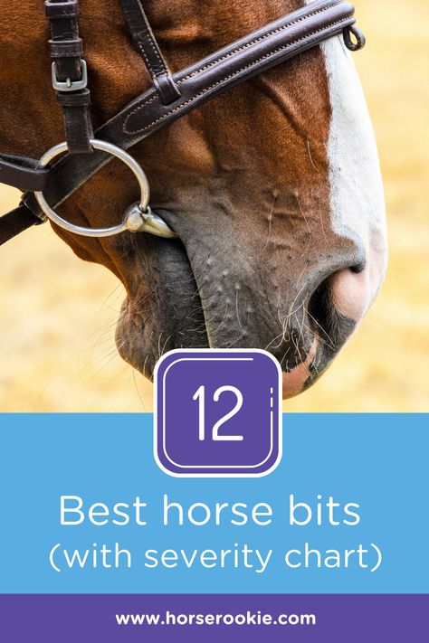 Bits For Horses, Horse Training Ground Work, Jumping Exercises, Horse Riding Gear, Horseback Riding Tips, Horse Braiding, Horse Information, Riding Tips, Horse Exercises