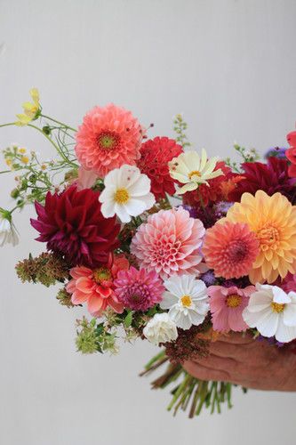 Dahlia Cosmos Bouquet, Bright Dahlia Bouquet, All Dahlia Bouquet, Dahlias Bouquet Aesthetic, Dahlia Wedding Decoration, Dahlias Bridal Bouquet, Dahlia Flower Arrangements Wedding, Wedding Flowers Dahlias, Bright Floral Bouquets