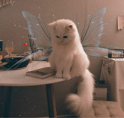 Fairy Cat Pfp, Fairy Pfp, I Miss My Cat, Fairy Cat, Cat Profile, Cat Pfp, Blonde Cat, Cute Small Animals, Silly Cats Pictures