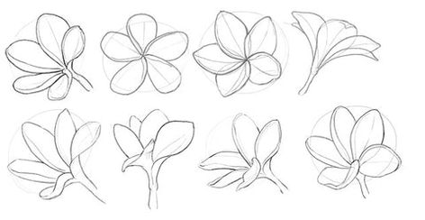 How to Draw a Frangipani Bloom Easily - Step-by-Step Frangipani Art Paintings, Plumeria Drawing Sketches, How To Draw Frangipani Flower, Frangipani Outline, Fragapani Flower Tattoo, Frangi Pani Tattoo, Frangipani Flower Drawing, Plumeria Sketch, Bali Flower Tattoo