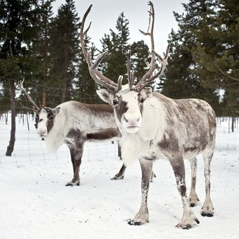 Reindeer Cuteness this reminds me of saint Matthew island Holiday Events, Winter Animals, Pretty Animals, Animal Photo, Cute Funny Animals, Lake City, Animals Friends, Salt Lake City, Beautiful Creatures