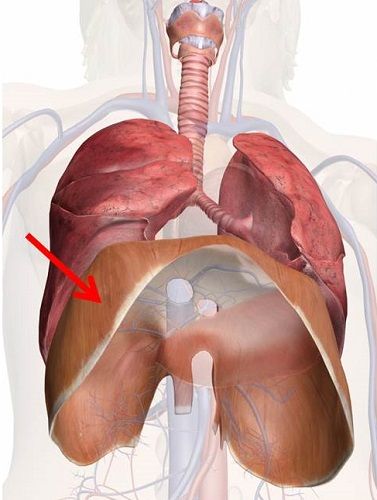 Can you identify this week's #MysteryAnatomy structure? #anatomy #biology #premed #nurse #nursingschool #clep Respiratory System Function, Respiratory System Anatomy, Anatomy Biology, Human Respiratory System, Human Body Organs, Biology Teacher, Muscle Anatomy, Structure And Function, Pre Med