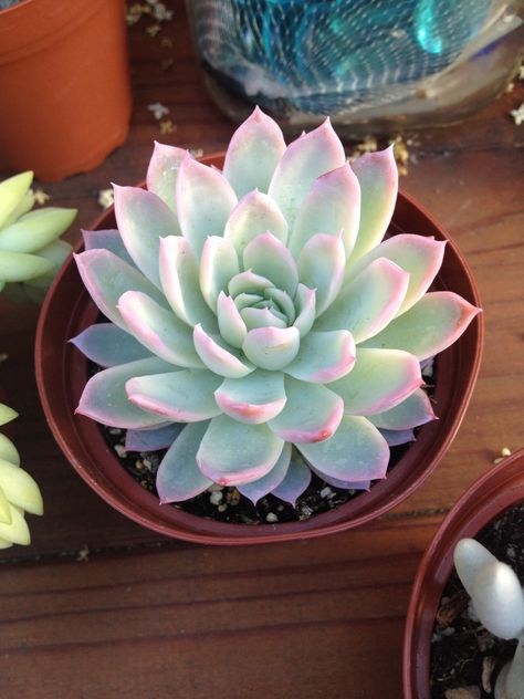 Echeveria violet queen. Prettiest! Succulent Aesthetic, Succulents Aesthetic, Best Office Plants, Types Of Succulents Plants, Kaktus Dan Sukulen, Plant Succulents, Types Of Succulents, Colorful Succulents, Succulent Gardening