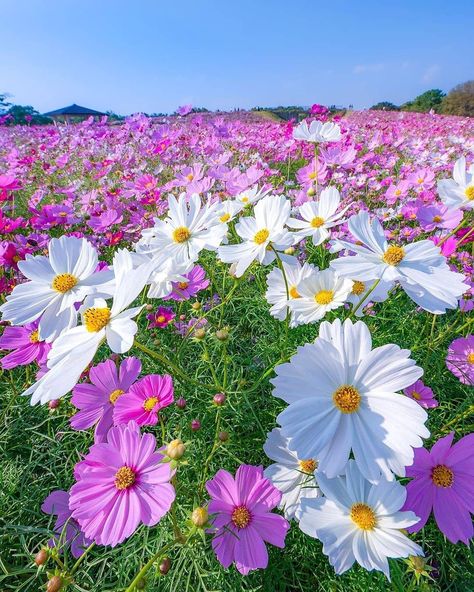 Image may contain: flower, plant, sky, nature and outdoor Friendship Flowers, Beautiful Flowers Photography, Cosmos Flowers, Spring Wallpaper, Flower Landscape, Flower Therapy, Beautiful Flowers Pictures, African Violets, 판타지 아트