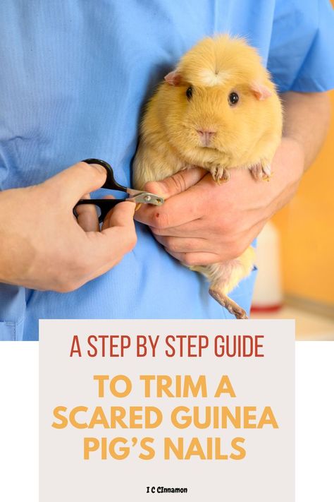 Clipping a guinea pig’s nails is not an easy job, and even though I’ve cut my piggies’ nails for years now, I still get nervous when I have to give their nails a trim. So I made this quick guide on how to clip a scared guinea pig's nails, step by step with a "secret" tip that no one tells you! Nails Step By Step, Pig Nails, Guinea Pig Diy, Shaggy And Scooby, S Nails, Bunny Care, Guinea Pig Care, Guinea Pig Cage, Raining Cats And Dogs