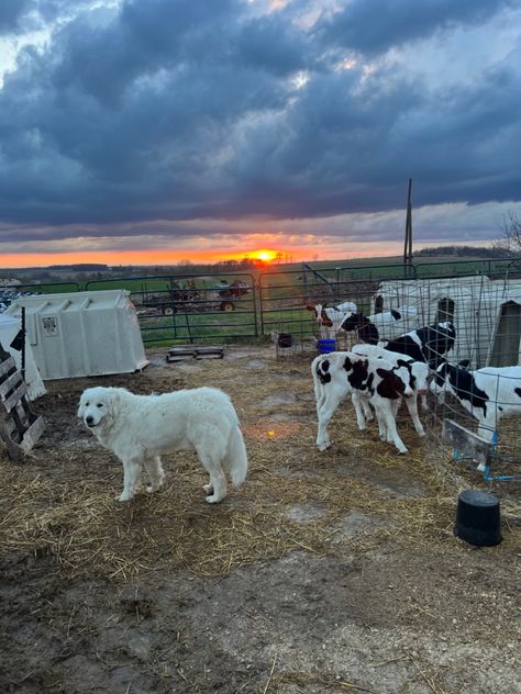 Farm Lifestyle Photography Country Life, Farm Life With Family, Small Farm With Animals, Farm Animals House, Country Lifestyle Farm Life, Simple Farm Life, Working On A Farm, Living On A Farm, Farm Sunset