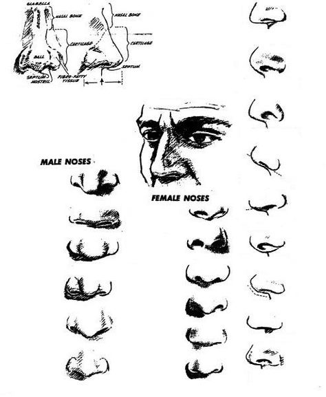 nose Nose Construction, Stylized Nose Reference, Drawing Different Nose Shapes, Snub Nose Human, How To Draw Stylized Nose, Drawing Noses, Homemade Garden Decorations, Children Sketch, Nose Shapes