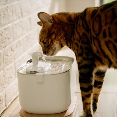 Encourage your favorite feline to stay hydrated with the Petlibro Dockstream Wireless Water Pump App Cat Fountain. This innovative fountain features a health monitoring system that tracks your cat’s drinking volume, frequency, and time—so you can better understand her health habits. Choose between the continuous flow mode or the intermittent mode, whatever your kitty likes best! Made of 304 food-grade stainless steel and BPA-free materials, this fountain is whisper quiet so you and your cat can Water Fountain For Cats, Emergency Storage, Cat Acne, Cat Water Bowl, Cat Fountain, Fountain Feature, Cat Water Fountain, Fancy Cats, Cat S