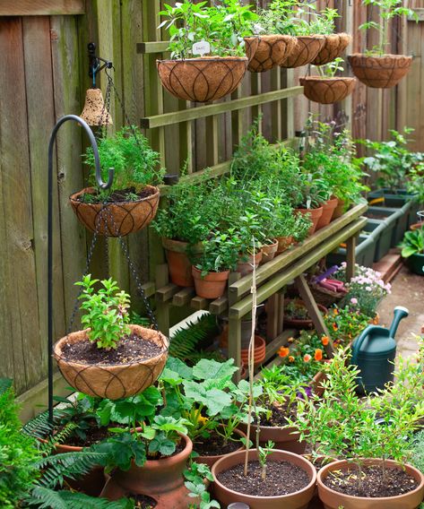 20 small garden ideas – designs for tiny but mighty plots | Real Homes Lots Of Plants, Vertical Vegetable Garden, Small Vegetable Gardens, Gardening Trends, Landscape Designs, Container Gardening Vegetables, Garden Layout, Veggie Garden, Small Gardens