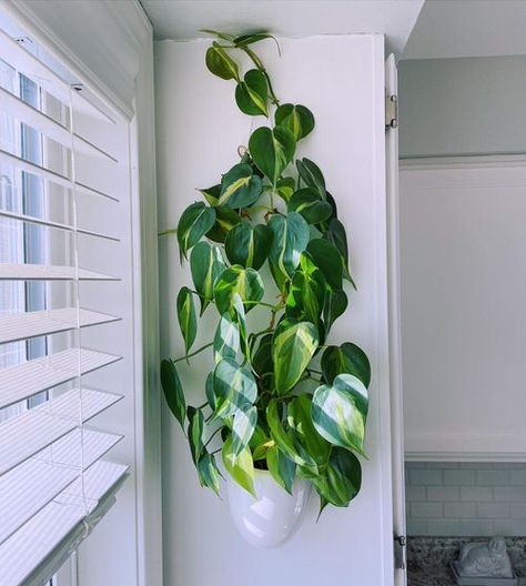 How to Grow Philodendron Brasil | Balcony Garden Web Philodendron Brasil Climbing, Philodendron Decor, Philo Brasil, Modern Balcony Garden, Balcony Garden Decor Ideas, Hang Plants From Ceiling, Climbing Philodendron, Philodendron Varieties, Philodendron Brasil