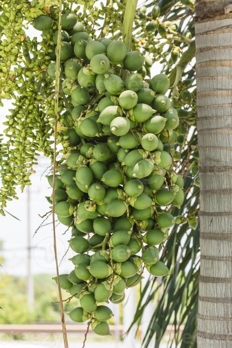 Are-ca Nut Palm On Tree Areca Nut Tree, Areca Nut, Inspo Board, Free Stock Photos, Royalty Free Stock Photos, Fruit, Quick Saves