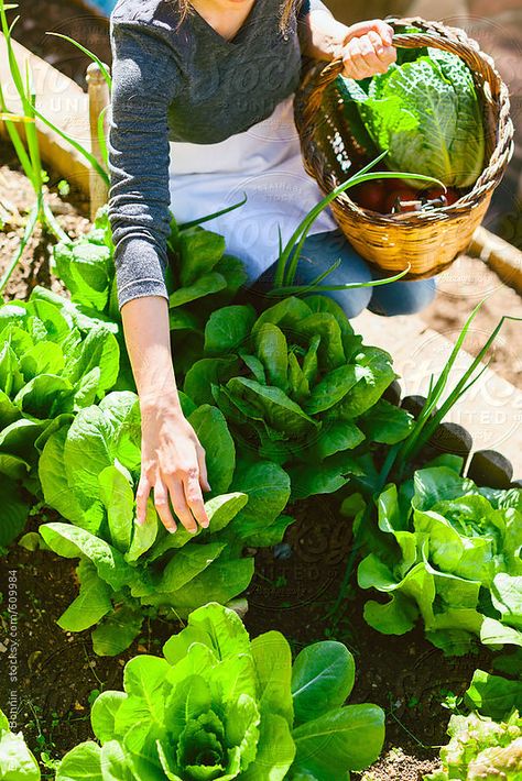 Garden Gathering, Fall Vegetables, Organic Vegetable Garden, Veg Garden, Summer Vegetable, Organic Gardening Tips, Garden Photography, Farm To Table, Organic Vegetables