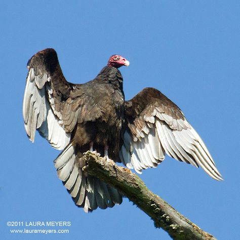 turkey vultures | Turkey Vultures - Birds Eyes And Butterflies Turkey Vulture Drawing, Vulture Images, African Vultures, Turkey Vulture, Vulture Marvel, Cinereous Vulture, Lappet Faced Vulture, Raptors Bird, Bird Quotes