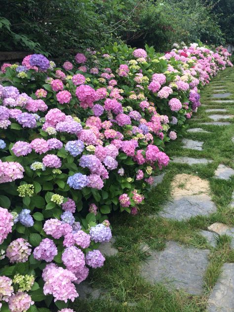 Dream Garden Backyards, Hydrangea Landscaping, Backyard Flowers Garden, Bee Friendly Garden, English Garden Design, Small Yard Landscaping, Peonies And Hydrangeas, Hydrangea Garden, Cottage Garden Design