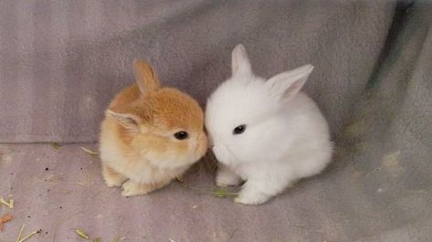 Siew Mai, Tiny Baby Animals, Baby Animal Videos, Cute Bunny Pictures, 강아지 그림, Söt Katt, Baby Animals Pictures