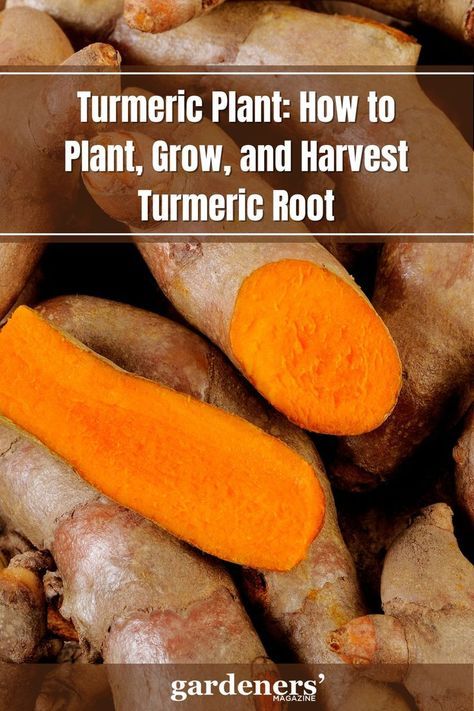 Turmeric is a popular herb used for centuries in traditional medicine and cooking. It is a member of the ginger family and can be found in many spices, foods, and beverages. The turmeric plant is an easy-to-grow perennial that produces yellowish-brown rhizomes (underground stems). Many gardeners are now adding this flavorful herb to their gardens so they can enjoy fresh turmeric root throughout the growing season. Tumeric Root, Grow Turmeric, Ginger Family, Turmeric Plant, Fresh Turmeric Root, Ginger Plant, Turmeric Recipes, Hot Sauce Recipes, Fresh Turmeric