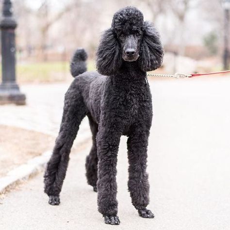 Anjing Poodle, Poodle Haircut, Puppy Obedience Training, Poodle Cuts, Black Poodle, Positive Dog Training, Poodle Grooming, Easiest Dogs To Train, Basic Dog Training