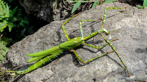 10 Weird Australian Insects You Won’t Believe Exist Australian Insects, Plumbing Waste, Weird Insects, Creepy Spider, Carpet Cleaning Hacks, Cleaning Guide, Summer Learning, Garden Maintenance, Earthworms