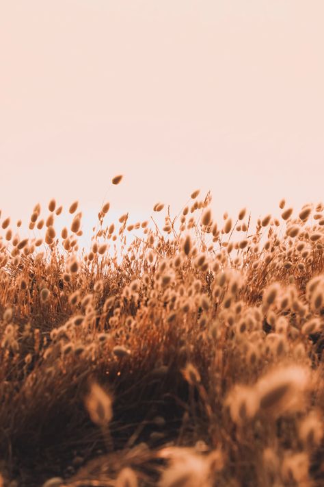 Brown Field Aesthetic, Brown Pictures Aesthetic, Brown Aesthetic Nature, Brown Aesthetic Images, Brown Aesthetic Pictures, Brown Widget, Floral Field, Brown Sky, Brown Image