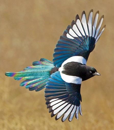 Black-billed Magpie. Seriously beautiful and big! Hoppy and tame like crows. Magpie Tattoo, Dog Rap, Magpie Art, Man Gay, Crows Ravens, Bird Pictures, Birds Tattoo, Pretty Birds, Bird Photography