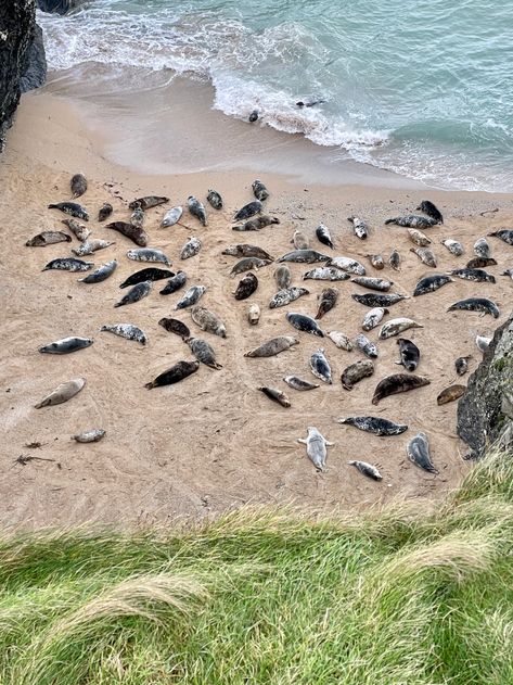 Seal spotting at Godrevy and Porth Joke in Cornwall in winter – Travel Vixta Cornwall In Winter, Cornwall Life, Cornish Summer, Mousehole Cornwall, Places In Cornwall, Cornwall Holiday, Falmouth Cornwall, Cornish Beaches, Cornwall Beaches