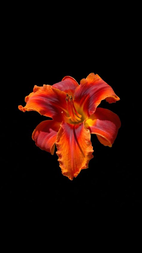 Beautiful Flower Wallpaper, Wallpaper Flowers Iphone, Flower Wallpaper Iphone Black Background, Orange Phone Background, Orange Flower Wallpaper, Wallpaper Tropical, Black And Orange Wallpaper, Flower Wallpaper Black Backgrounds, Hibiscus Flower Black Background