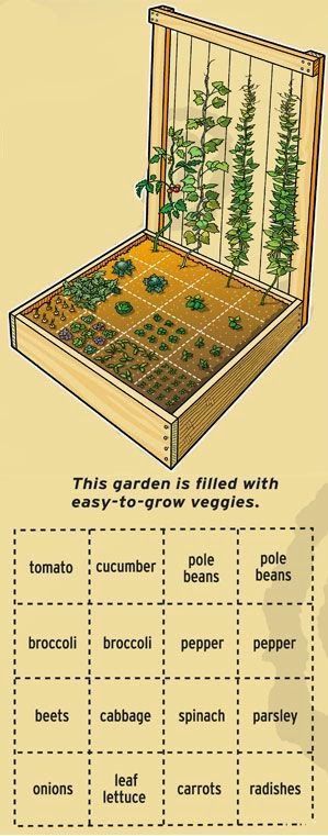 Backyard Vegetable Garden, Funny Vine, Vegetable Garden Planning, Grow Vegetables, Backyard Vegetable Gardens, Garden Plans, Garden Types, Square Foot Gardening, Creative Gardening