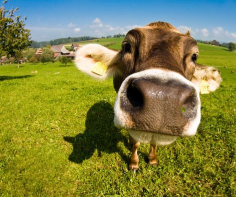 Did a cow invent the doughnut? Funny Cow Pictures, Pet Cows, Cow Wallpaper, Cow Pictures, Pocket Pet, Cows Funny, A Cow, Funny Faces, Cute Funny Animals