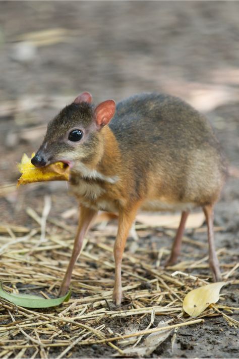 Mamals Animals Mammals, Unique Animal Photography, Mammal Photography, Deer Mouse, Mouse Deer, Flip The Script, Small Mammals, Clydesdale Horses, Animal Reference