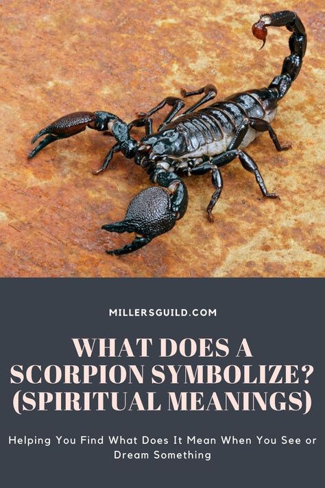 What Does a Scorpion Symbolize? (Spiritual Meanings) Scorpion Tattoo Meaning, Animals Symbolism, Scorpion Sign, Tats With Meaning, Red Scorpion, Find Your Spirit Animal, Arm Challenge, Native American Traditions, Angel Guide