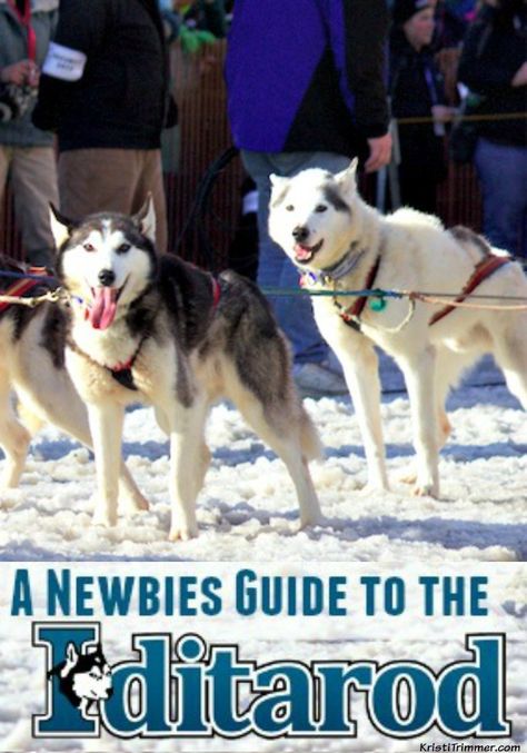 Iditarod Activities, Urban Mushing, Dog Mushing, Homeschool Literature, Nature Learning, Month Ideas, Dog Sled, Reading Month, Sled Dog