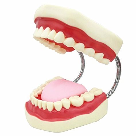 $26 SMKF Large Anatomical Teeth Models - Dentist Teaching Ora... https://smile.amazon.com/dp/B01JZ6BCZG/ref=cm_sw_r_pi_dp_x_qI-1zbTVNVJAM Dental Health Unit, Childrens Dental Health, Teeth Model, Dental Health Month, Dental Gifts, Dental Kids, Teeth Implants, Preschool Themes, Teeth Care