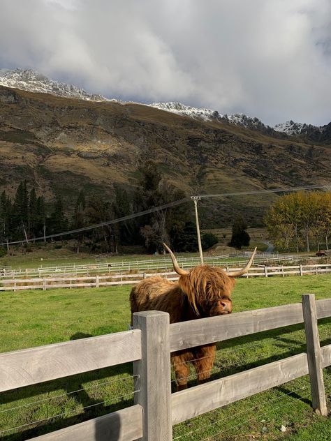 📍queenstown, nz Queenstown Nz, Queenstown, Highland Cow, Cow, Quick Saves