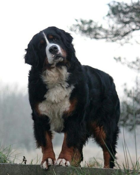 Burnese Mountain Dog, Bernese Puppy, Bernese Dog, Pretty Dog, Swiss Mountain Dogs, 200 Followers, Bernese Mountain Dogs, Really Cute Dogs, Pretty Dogs